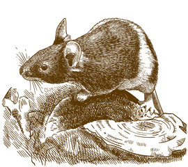 engraving illustration of little mouse