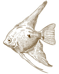 engraving illustration of scalare angelfish