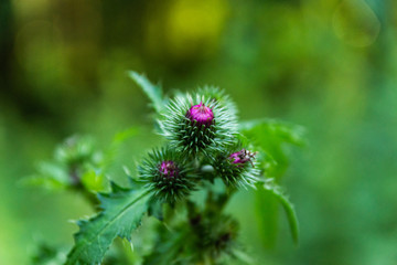 closeup of young thistle flower