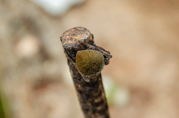 Absoment Of Tarantula