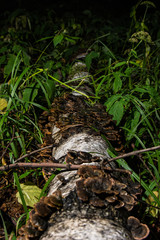 fallen birch covered with a bunch of tinder