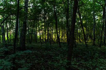 summer sunset in a young forest