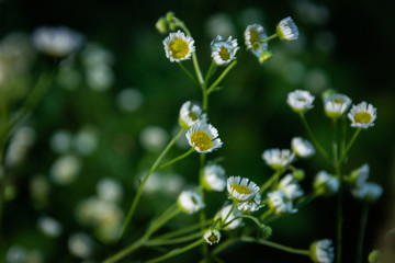 closeup of young bush chamomile flowers