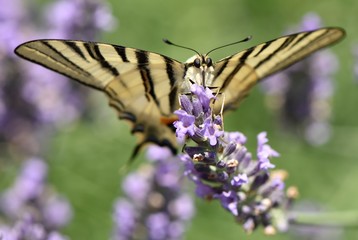 Papillon et lavande