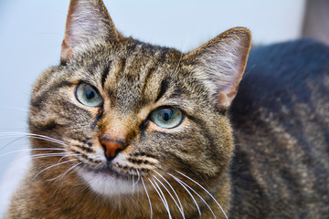 Gray striped domestic cat. Portrait with big expressive eyes.