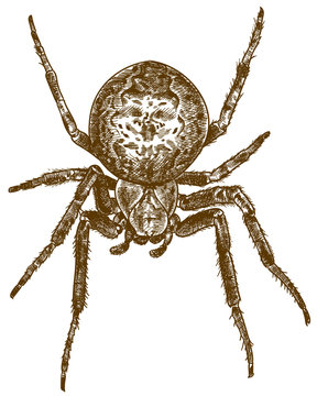 engraving illustration of cross spider