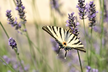 Papillon sur de la lavande