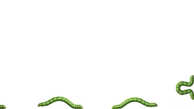 A lot of green caterpillars crawling around the edge of the screen. 3D animation on white background with alpha matte.
