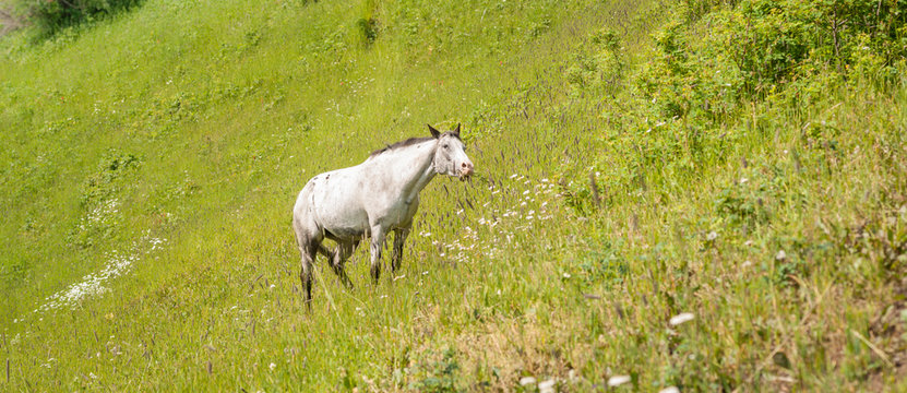 Horse Heaven Grey Mare on Sloping Pasture