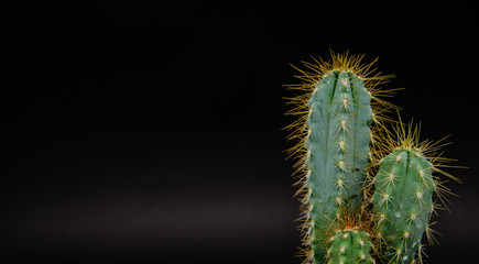 Obraz premium Cactus in a small pot on a dark, stone background. Concept of beautifying a house with succulents, cactuses. A green cactus in a plastic pot.