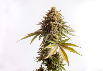 Makro- szczegół odizolowywający nad białym tłem marihuana kwiat - 277436163