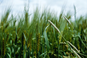 Rye on a cultivated field. Agricultural concept, cultivation of crops. Cultivated field with grain, rye against other cereals. The approaching harvest, the work of farmers.