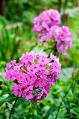 Purple garden Phlox closeup on green foliage background