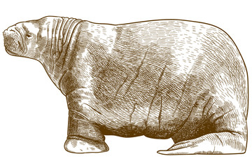 engraving antique illustration of walrus