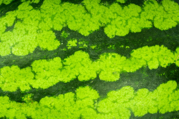 ripe watermelon on white background