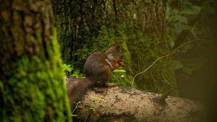 Cute red squirrel in the forest
