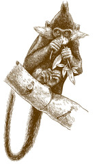 engraving illustration of black crested mangabey