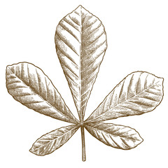 engraving illustration of chestnut leaf
