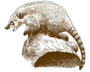 engraving antique illustration of coati