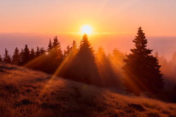 Spectacular sunrise over the foggy forest