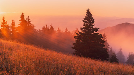 Spectacular sunrise over the foggy forest