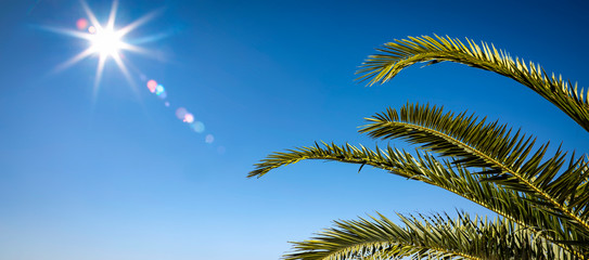 Summer palms on sky and sun light 