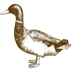 engraving antique illustration of mallard duck - obrazy, fototapety, plakaty