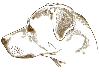 engraving illustration of labrador retriever cur head