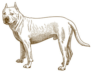 engraving antique illustration of pitbull