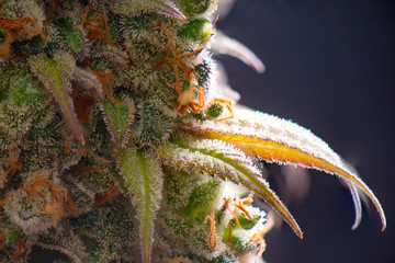 Makro- szczegół kwiat marihuany z widocznymi włosieniami - 277436924