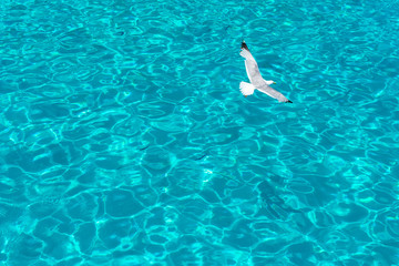 High angle view on the seagull flying against a clear blue sea water in sunny summer day
