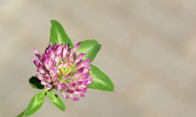 flower close-up gentle pink clover with leaves on a warm Sunny summer day outdoors