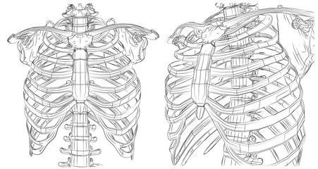 vector set on white background. spine and edges of black lines