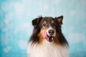 Pretty purebred shetland sheepdog making funny faces in studio on a blue and white heart background