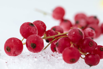 The frozen Berries of red currant on a branch lie on ice. Hoarfrost acted on a surface of berries. White background