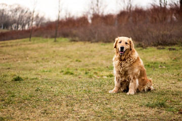 old golden retriever dog