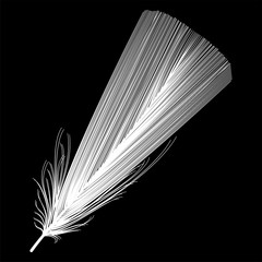 Feather isolated .   Vector illustration.