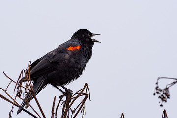 Close up of singing red-winged black bird (Agelaius phoeniceus), Marin Headlands, Marin County, North San Francisco bay area, California