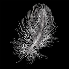 Feather isolated .   Vector illustration.