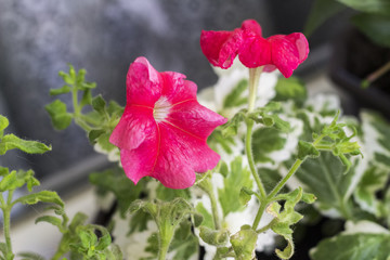 beautiful red flower in the garden. petonia flower - 277438523
