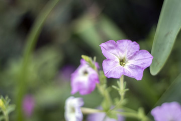beautiful purple flower in the garden. petonia flower - 277438536