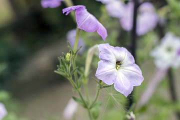 beautiful purple flower in the garden. petonia flower - 277438550