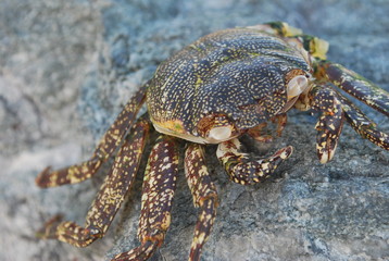 Sea crab