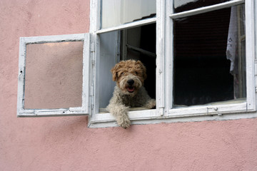 hund