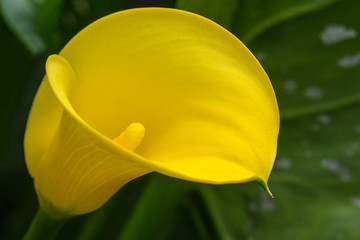 Zantedeschia or Calla Lily