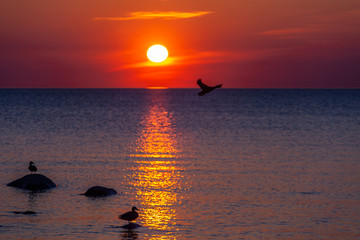 Fototapeta premium Silhouettes of flying, floating and sitting on the stones ducks on the background of the sun rising from the water