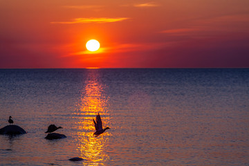 Silhouettes of flying, floating and sitting on the stones ducks on the background of the sun rising from the water