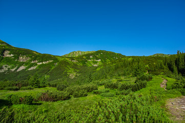 Path in the Carpathian mountains in summer