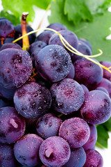 purple grapes with water drops on white background