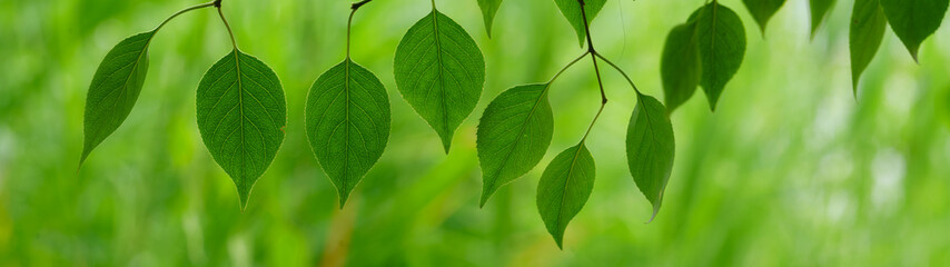 Naklejka na ściany i meble green leaf, a leafy shade, panorama view of green leaf on green bokeh background